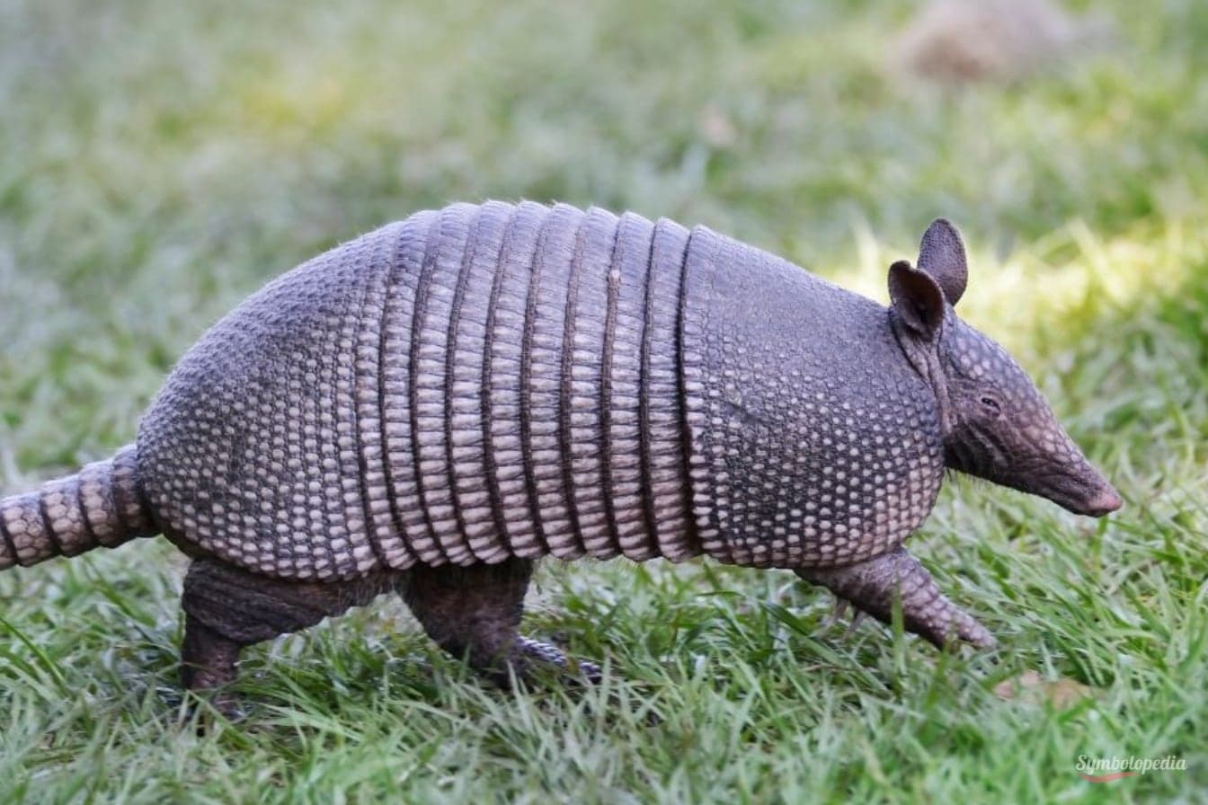 Armadillo Symbolism & Meaning Symbolopedia