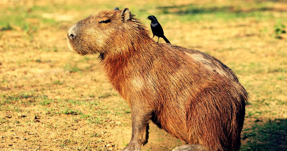 Capybara Symbolism & Meaning