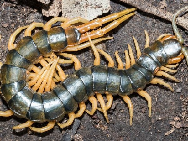 Centipede Symbolism & Meaning