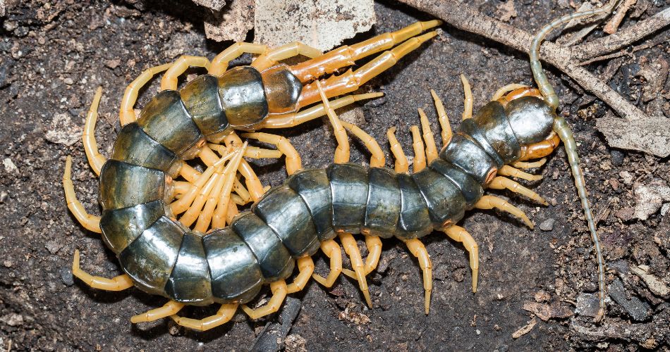 Centipede Symbolism & Meaning