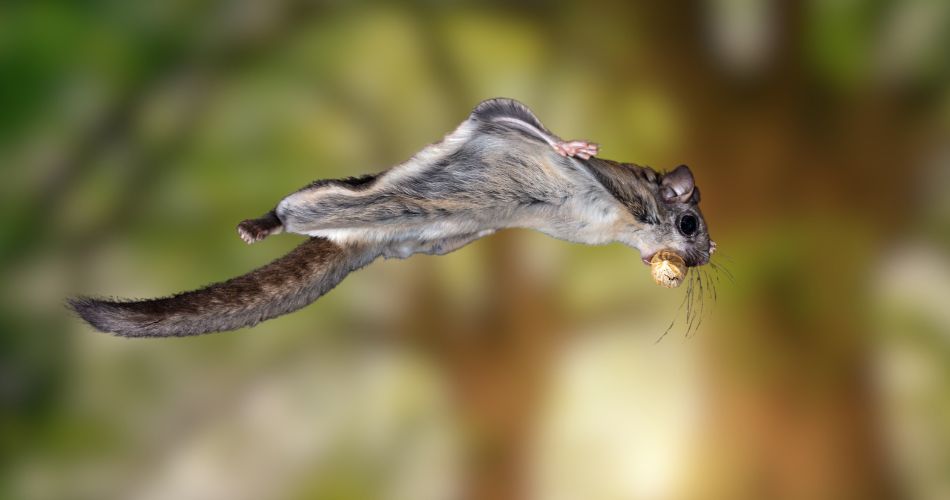 Flying squirrel