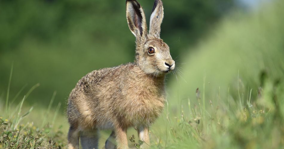 Hare Symbolism & Meaning