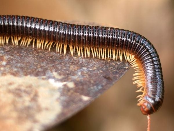 Millipede Symbolism & Meaning