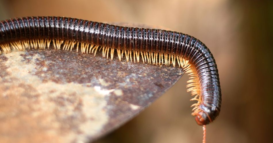 Millipede Symbolism & Meaning