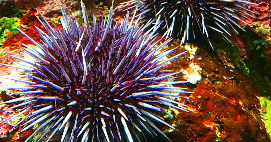 Sea urchin Symbolism & Meaning