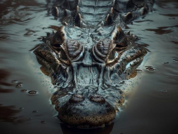 caiman Symbolism & Meaning