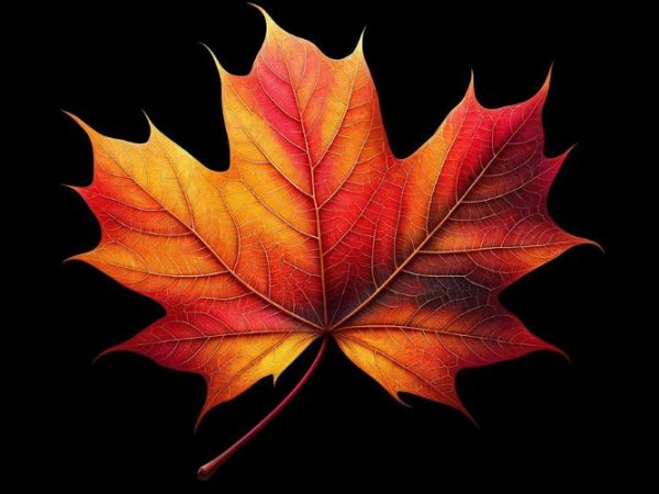 maple leaf Symbolism & Meaning
