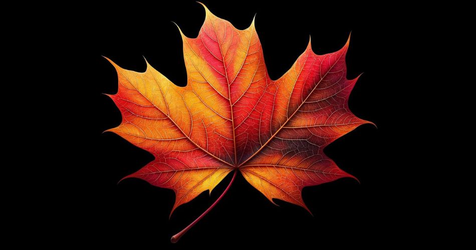 maple leaf Symbolism & Meaning