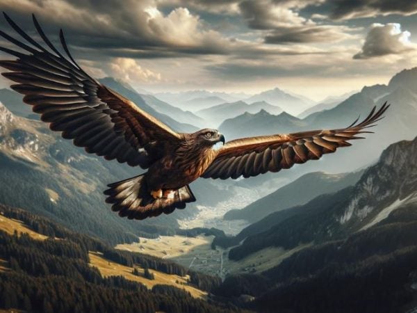 mountain eagle Symbolism & Meaning