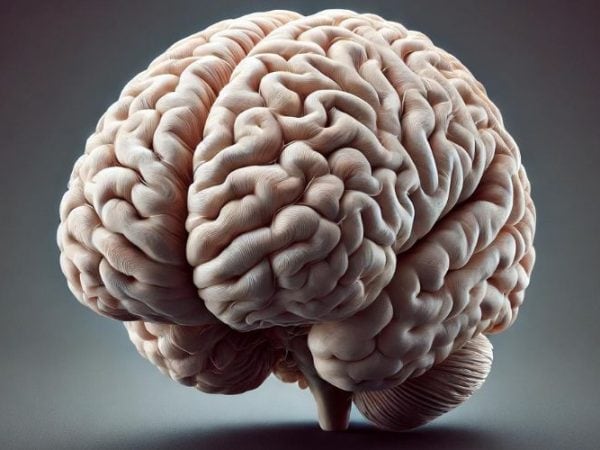 brain Symbolism & Meaning